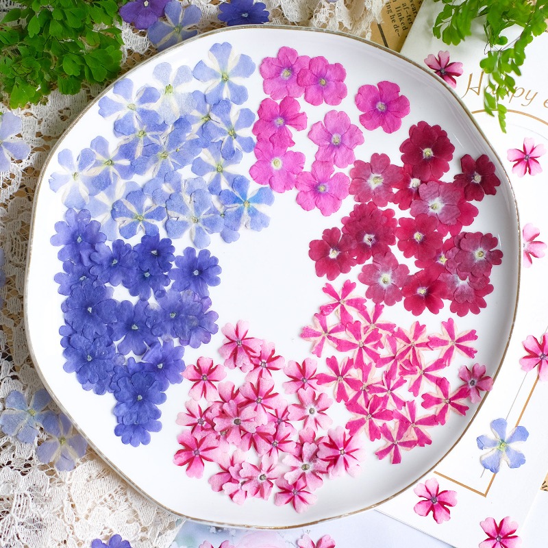 Art Craft 2 Year Olds - 50pcs/1.5-2cm,Pressed Dried Verbena Flowers DIY Face