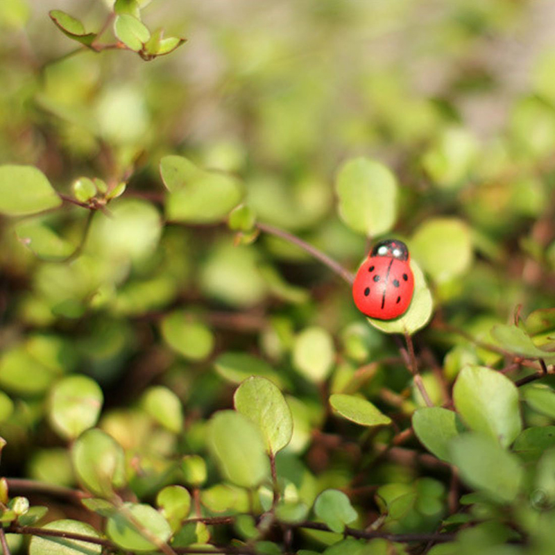 100pcs Self-adhesive Mini Refr - Art Craft Ladybug ulasan dan harga