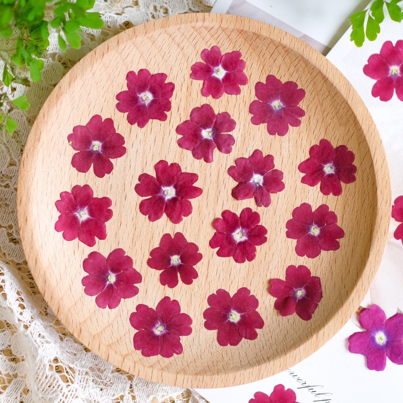 50pcs/1.5-2cm,Pressed Dried Ve - Art Craft 2 Year Olds ulasan dan harga
