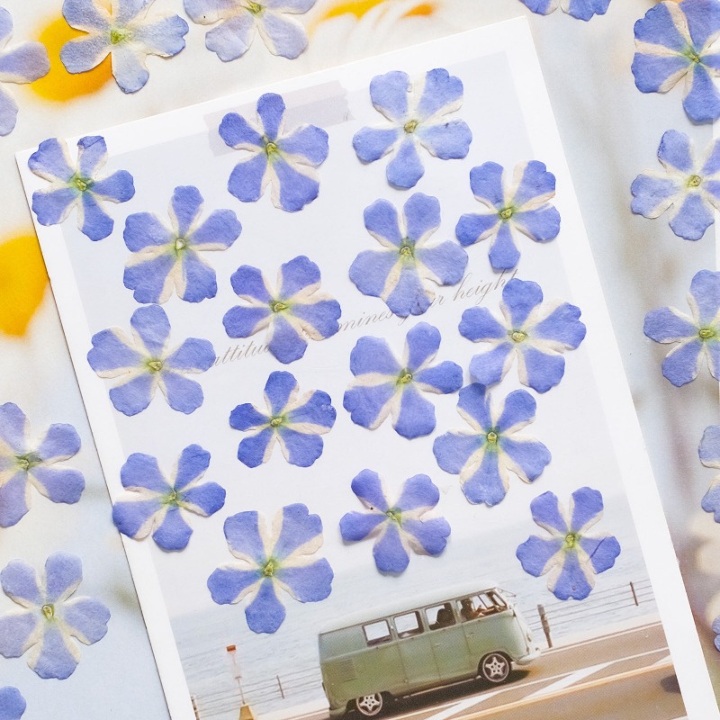 50pcs/1.5-2cm,Pressed Dried Ve - Art Craft 2 Year Olds ulasan dan harga