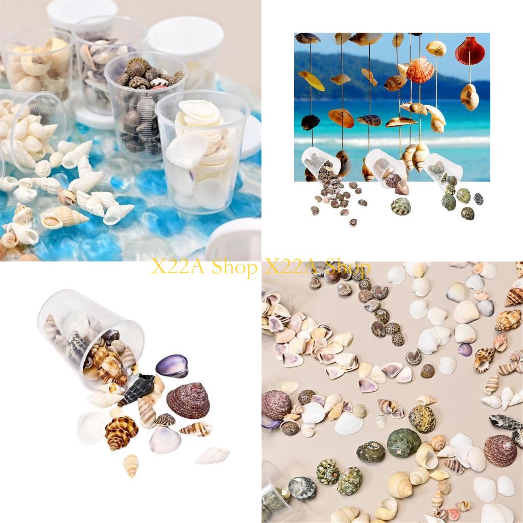 Unique Seashells Art Materials - Art Craft Description ulasan dan harga