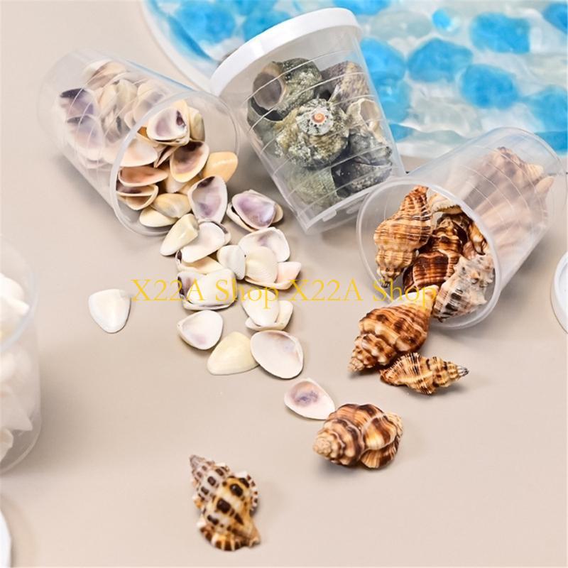 Unique Seashells Art Materials - Art Craft Description ulasan dan harga