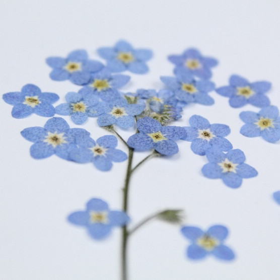100pcs/0.5-1cm,Pressed mini fo - Art Craft 2 Year Olds ulasan dan harga