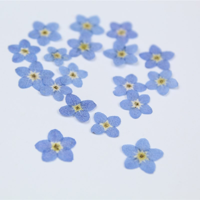 100pcs/0.5-1cm,Pressed mini fo - Art Craft 2 Year Olds ulasan dan harga