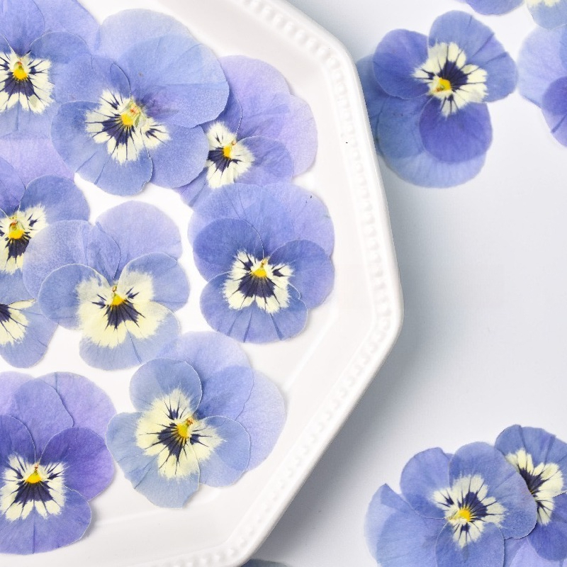 24pcs,Real Light Blue Pansy Pr - Art Craft 2 Year Olds ulasan dan harga